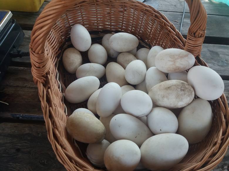 Na targu w Międzyrzeczu możesz kupić gęsie jaja. Niektórzy mówią, że są "pancerne". Tak ciężko je stłuc! 