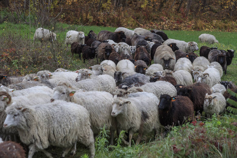 Owce Towarzystwa Przyjaciół Dolnej Wisły