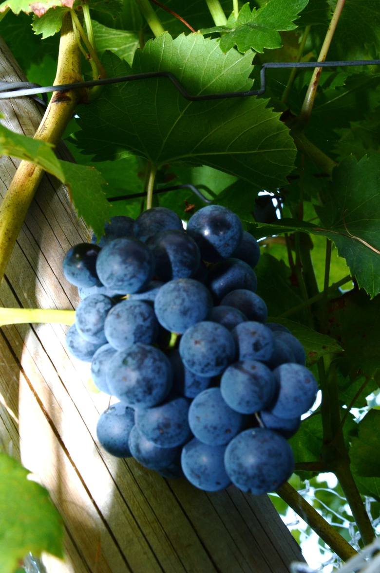 Pierwsze winorośla zasadził w 2006 roku, a więc jego przygoda trwa już osiem lat.