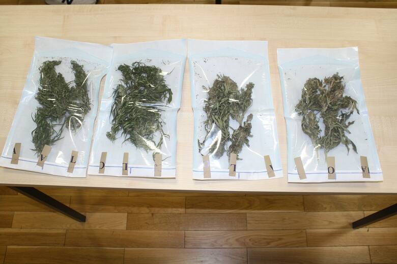 Uprawę marihuany w Cymbarku (gmina Ryńsk, powiat wąbrzeski) policjanci odkryli w październiku 2022 roku. Teraz Denis G. usłyszał wyrok w Sądzie Okręgowym