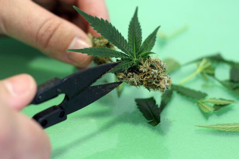 Ręka z nożycami odcina liść od pączka medycznej marihuany