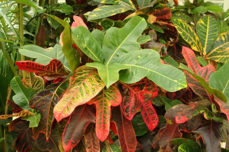 Krotony mogą mieć liście o różnych kształtach, a także - przeróżnie ubarwione.