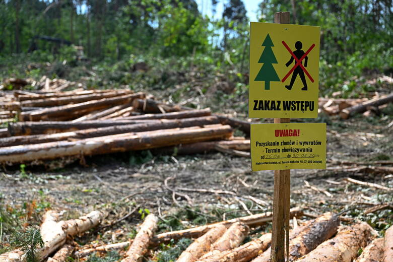 Usuwanie połamanych drzew na terenie lasu w okolicy miejscowości Kulno na Podkarpaciu, 28 bm. W Nadleśnictwie Leżajsk trwa szacowanie strat po huraganie,