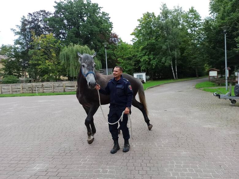 Konie w straży miejskiej - jak istotna jest ich rola? Według dowódcy sekcji konnej są niezastąpione!