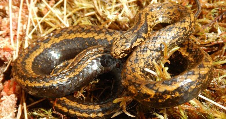 Nieznany dotąd gatunek węża odkryty w peruwiańskich Andach. Jego naukowa nazwa to Tachymenoides harrisonfordi.