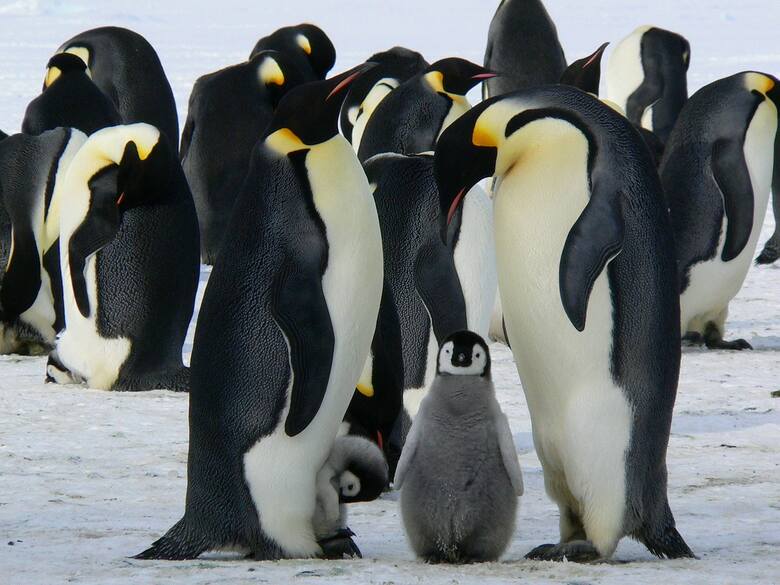 Pingwiny zagrożone. Na Antarktydę nadchodzi epidemia