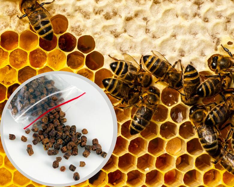 Pszczoły na plastrze i propolis w torebce
