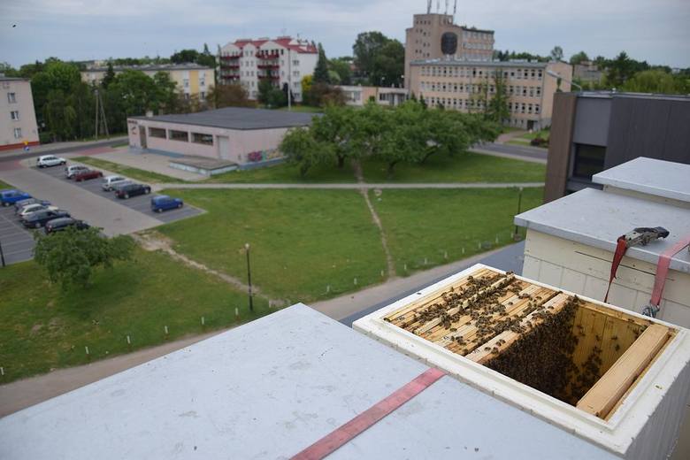 Ule stanęły na dachu CKiS w Skierniewicach [FILM, ZDJĘCIA]