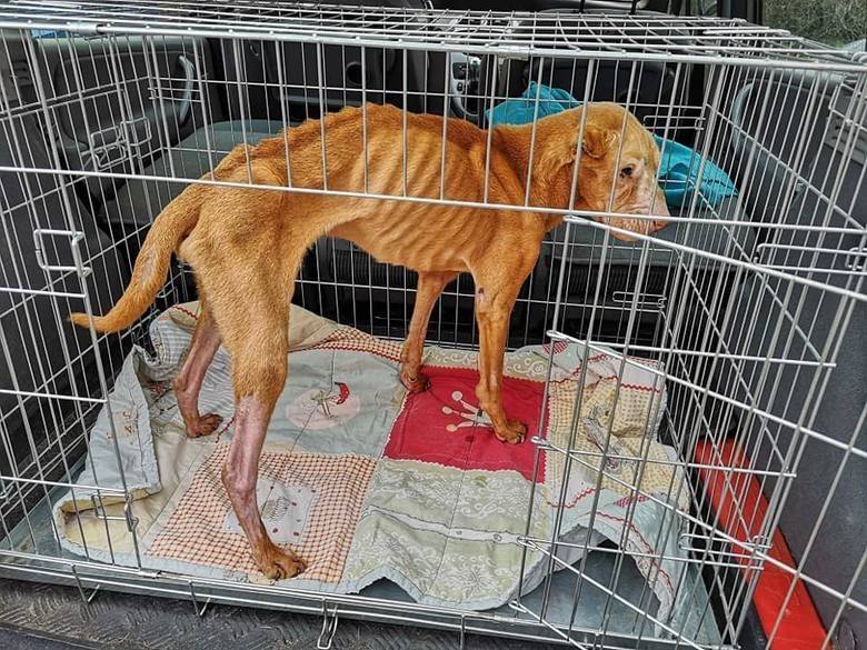 Bobika odebrało Toruńskie Towarzystwo Ochrony Praw Zwierząt. Psa nie udało się jednak uratować.