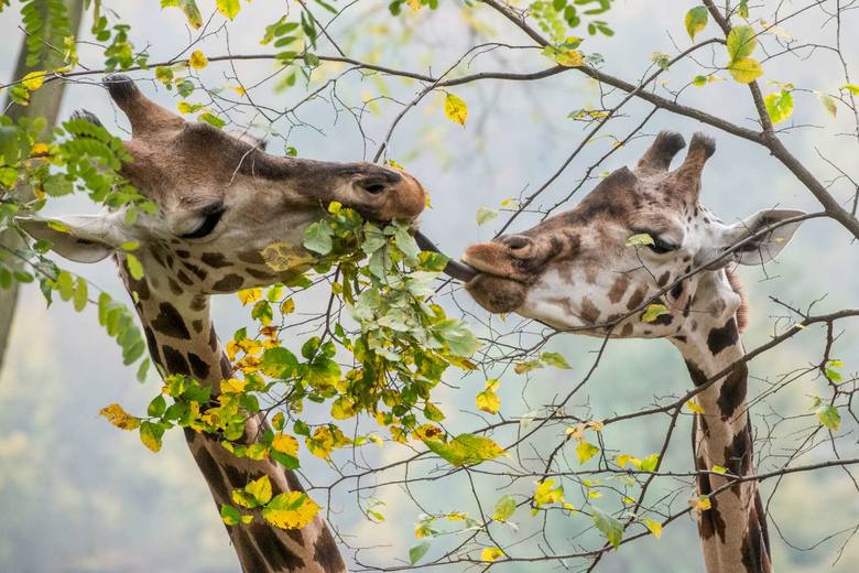 Trzy dorosłe i jeden półtoraroczny samiec żyrafy do tej pory przebywały na wybiegu niedostosowanym do ich potrzeb biologicznych. <br /> <strong>Przejdź do kolejnego zdjęcia ---></strong><br /> 