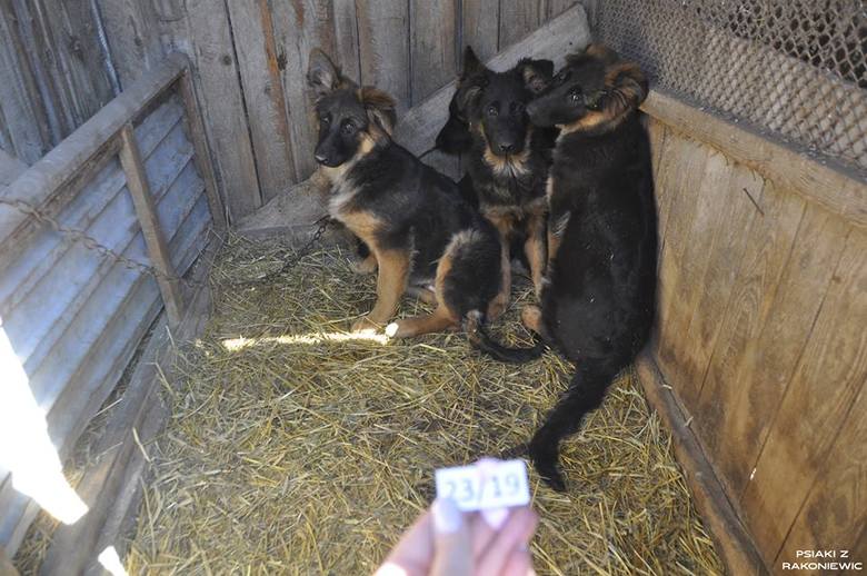 W 2015 roku hodowcom w Puszczykowie (powiat grodziski) odebrano 53 psy, kt&oacute;re żyły w skrajnie złych warunkach. Choć jeden z nich otrzymał od sądu 10-letni zakaz posiadania zwierząt i prowadzenia związanej z tym działalności, nic sobie z tego nie zrobił. W ubiegłym tygodniu przeprowadzono...