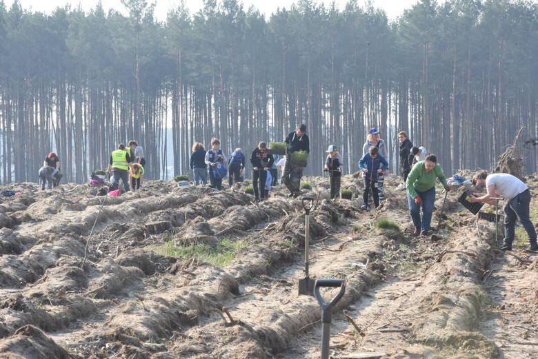 Zdjęcia z akcji "Posadźmy las razem" (Zielona Góra Przylep - 2019), którą przez lata organizowało Nadleśnictwo Zielona Góra i Przytok.