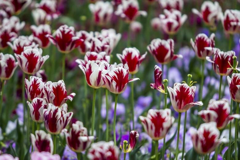 Cebulki współczesnych tulipanów przypominających Semper Augustus to wydatek... kilku złotych.