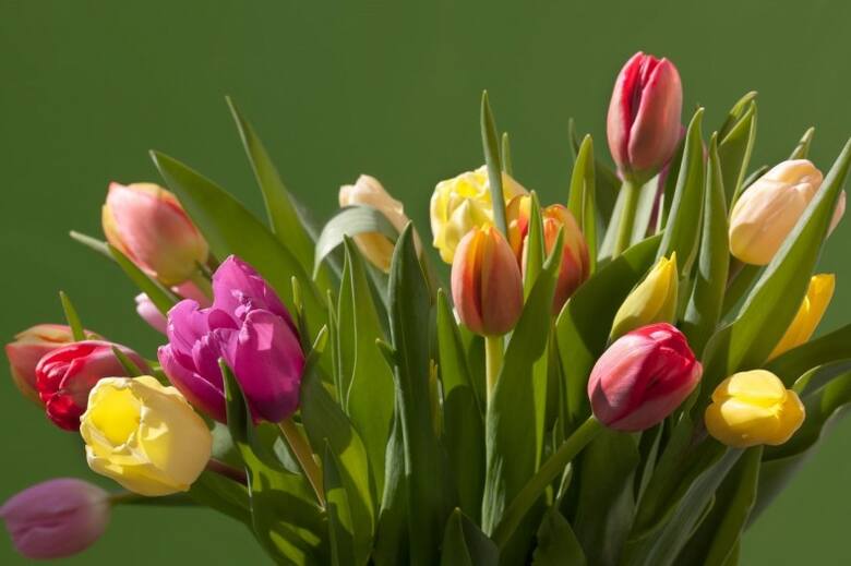 Tulipany to niezwykle piękne kwiaty, które jako ciete mogą zdobić nasze mieszkania przez cały rok.
