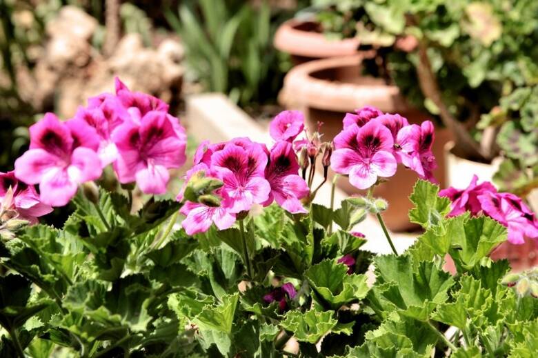 Pelargonie angielskie kiedyś były kwiatami pokojowymi. Teraz można je uprawiać na balkonach i tarasach.