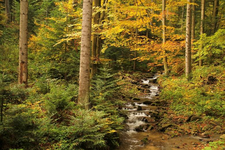 Trwałe utrzymywanie pokrywy leśnej ma duże znacznie dla retencjonowania i jakości wód.