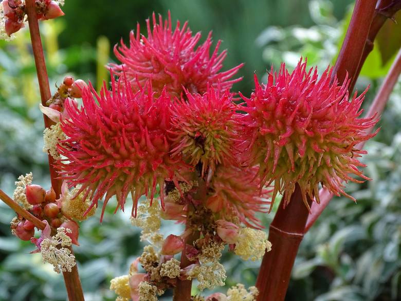 Ricinus communis, czyli rącznik pospolity, to roślina popularna jako  ozdoba ogrodów ze względu na dekoracyjne liście i nietypowe, intensywnie zabarwione