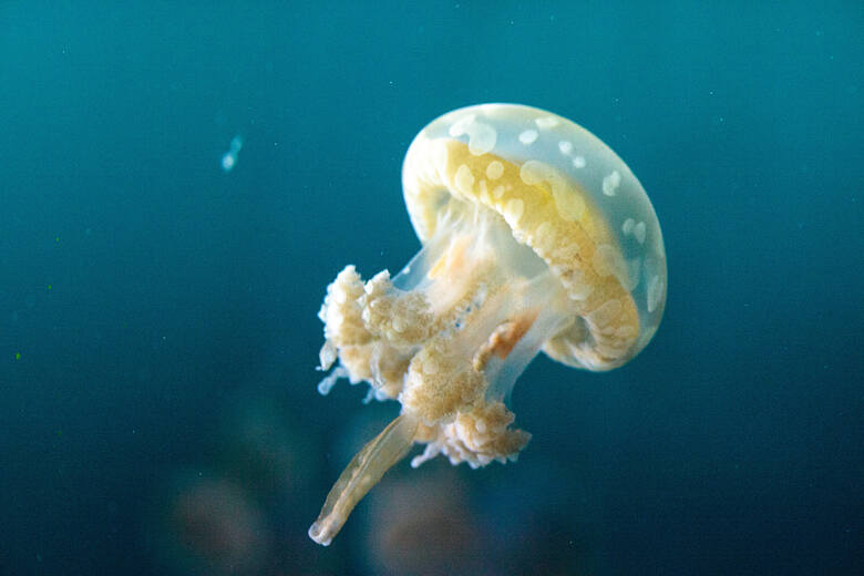 Meduzy cętkowane pochłaniają ogromne ilości zooplanktonu.