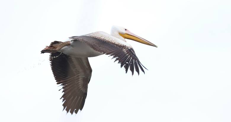 Jest to młody osobnik pelikana, ale i tak robi wrażenie swoimi rozmiarami