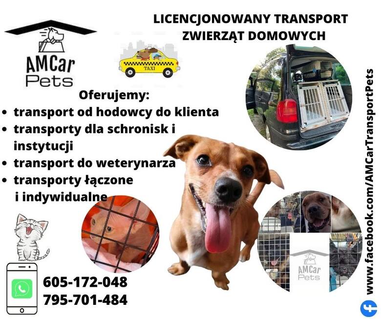 Licencjonowany transport zwierząt domowych   