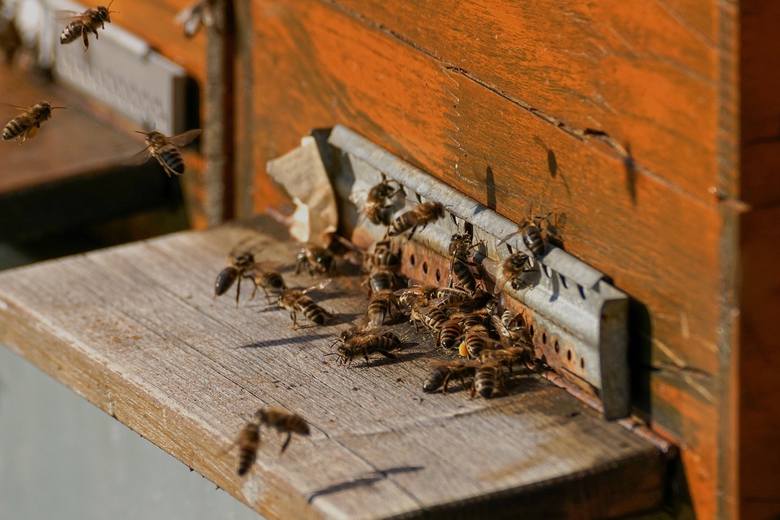 Pszczoła żyje zaledwie 40 dni. Czym ją 