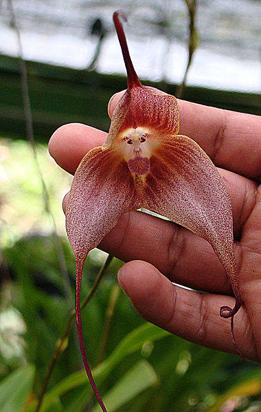 Storczyk o nazwie Dracula simia, zwany też orchideą małpią, spotykany od Meksyku aż po południową Brazylię