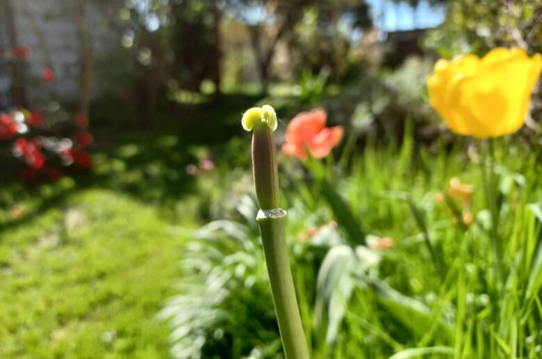 Przekwitłym tulipanom warto odłamać słupek kwiatowy, który pozostaje, gdy opadną płatki.