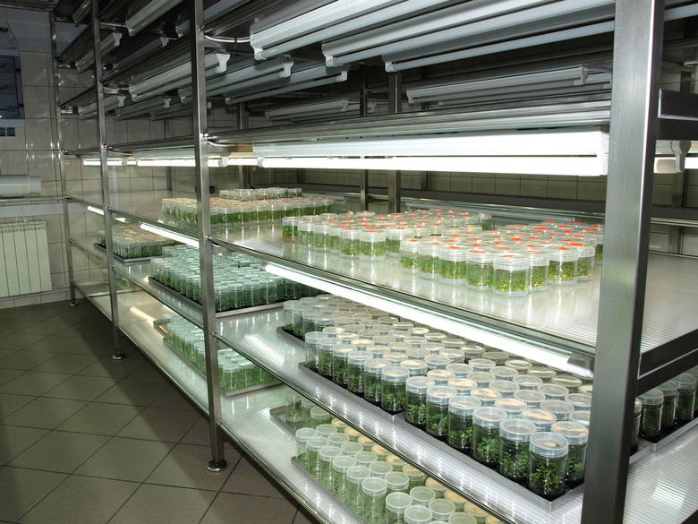 Namnażanie  w kulturach in vitro czystego genetycznie, zdrowego materiału roślinnego dla polskich szkółkarzy