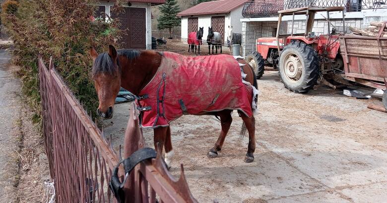 W takich warunkach żyły konie w Szczawniku w gminie Muszyna. Decyzją PIW zostaną odebrane właścicielce