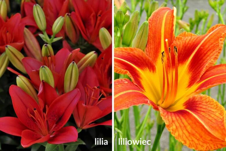 Lilie i liliowce to wspaniałe letnie kwiaty. Jednak w ich uprawie są pewne różnice.