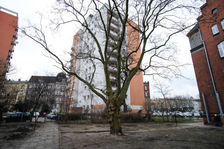 Polska sadzi drzewa. W Poznaniu chcą zaś wyciąć stuletni platan