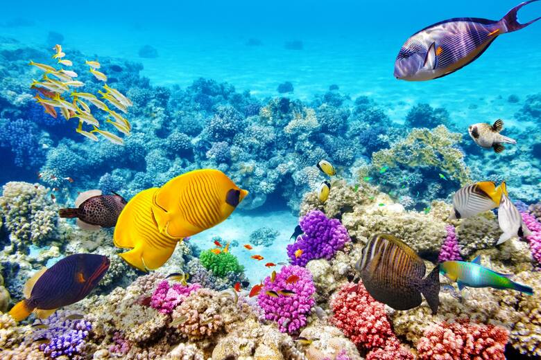 Morze Czerwone jest ciepłe i pełne koralowców. Turyści mogą zanurkować i podziwiać bogate ekosystemy rafy koralowej.