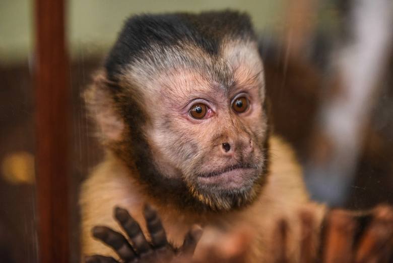 Małpka kapucynka zamieszkała w Starym Zoo