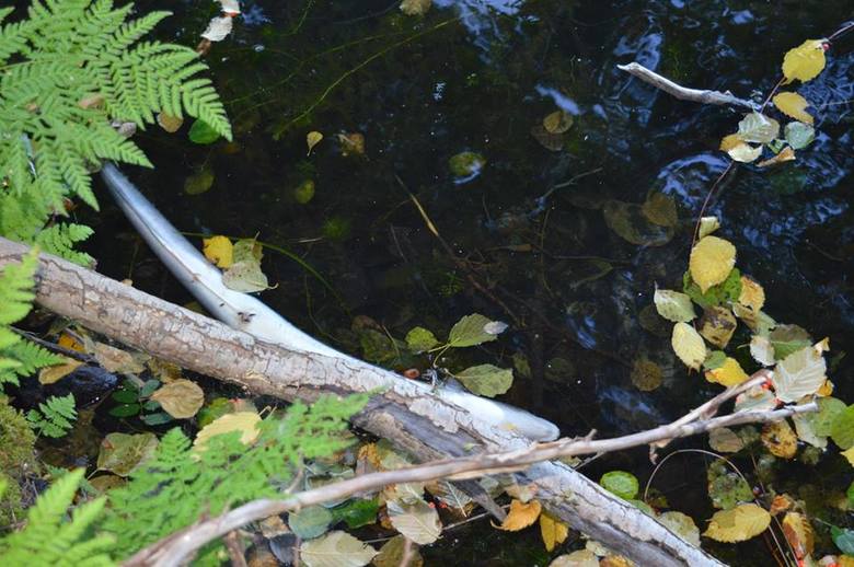 Padniętych węgorzy w jeziorach koło Drezdenka jest coraz więcej. Ichtiolog ma zbadać, co jest przyczyną ich śnięcia.