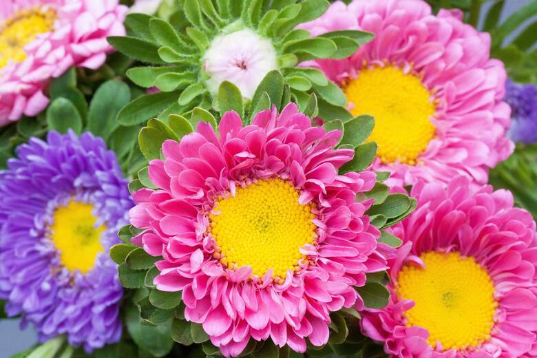 Astry chińskie mają przeróżne kolory i formy kwiatów.