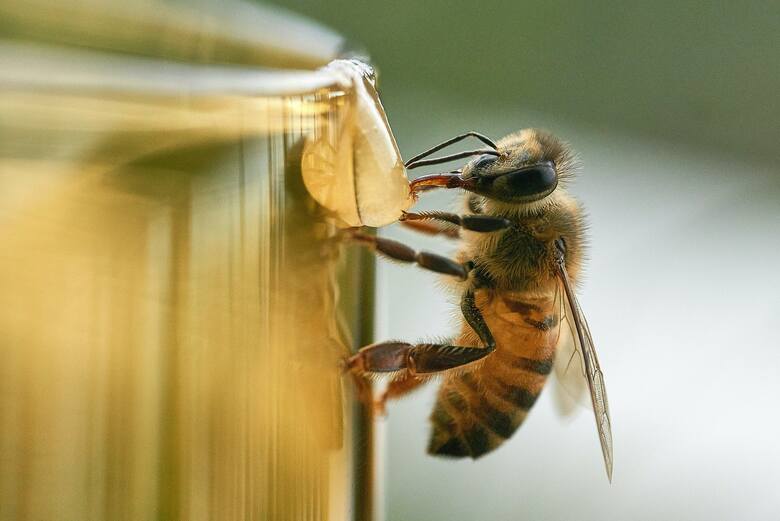 Pszczelarstwo polega nie tylko na produkcji miodu, ale przede wszystkim na dbaniu o dobrostan pszczół.