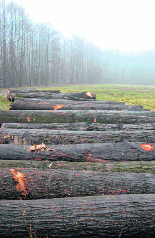 Mieszkańcy alarmują, że pod  piły idą dziesiątki, jeśli nie setki drzew. W sprawie interweniował Urząd Gminy