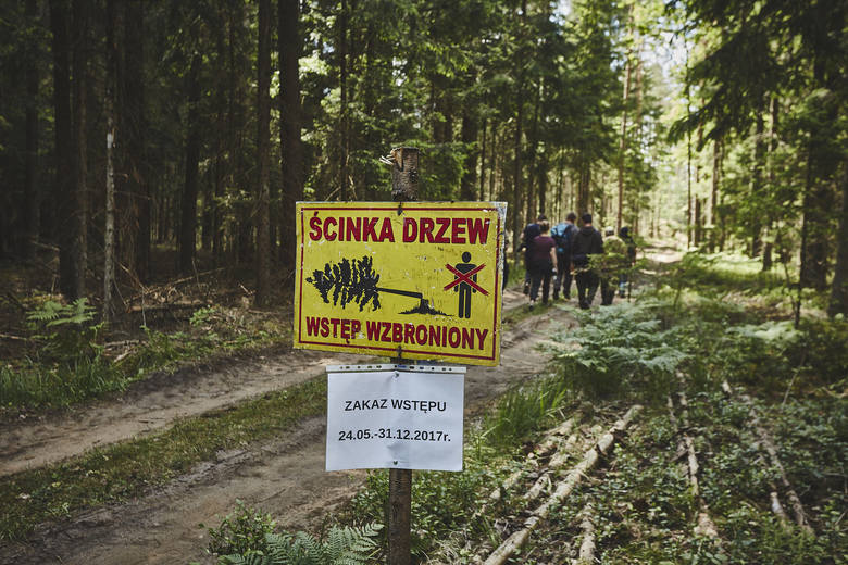 We wtorek rano ekolodzy znów zablokowali ciężki sprzęt używany do wycinania drzew w Puszczy Białowieskiej.