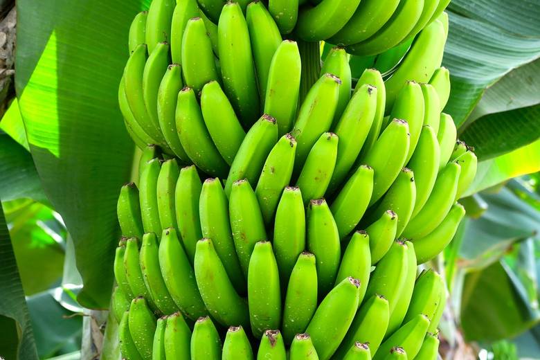 Ile kalorii ma banan? Jakie ma właściwości odżywcze?
