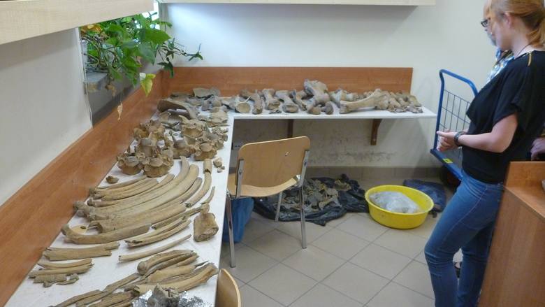 Wydobyte kości przygotowywane do badań i pomiarów w Zakładzie Paleozoologii Uniwersytetu Wrocławskiego. Na pierwszym planie żebra, dalej kręgi i kości nóg 
