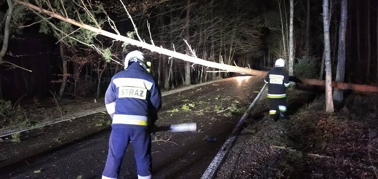 Do niebezpiecznej sytuacji doszło na DK 10 na trasie Bydgoszcz - Toruń. Na jadący samochód ciężarowy spadło drzewo, które spowodowało zakleszczenie kierowcy
