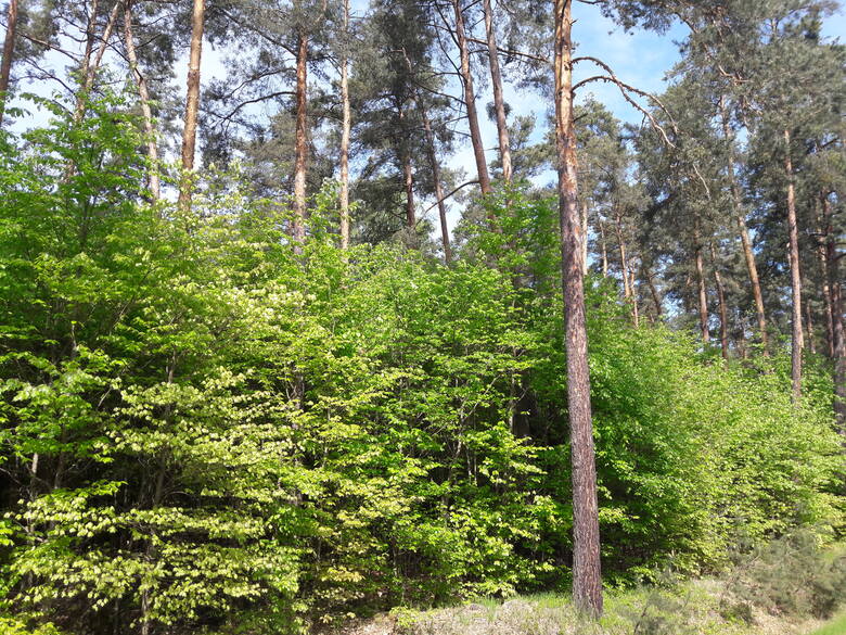 Kształtowanie drzewostanów o dwupiętrowej budowie pozwala na płynną wymianę generacji drzew oraz zwiększa wiązanie węgla w ekosystemach leśnych.