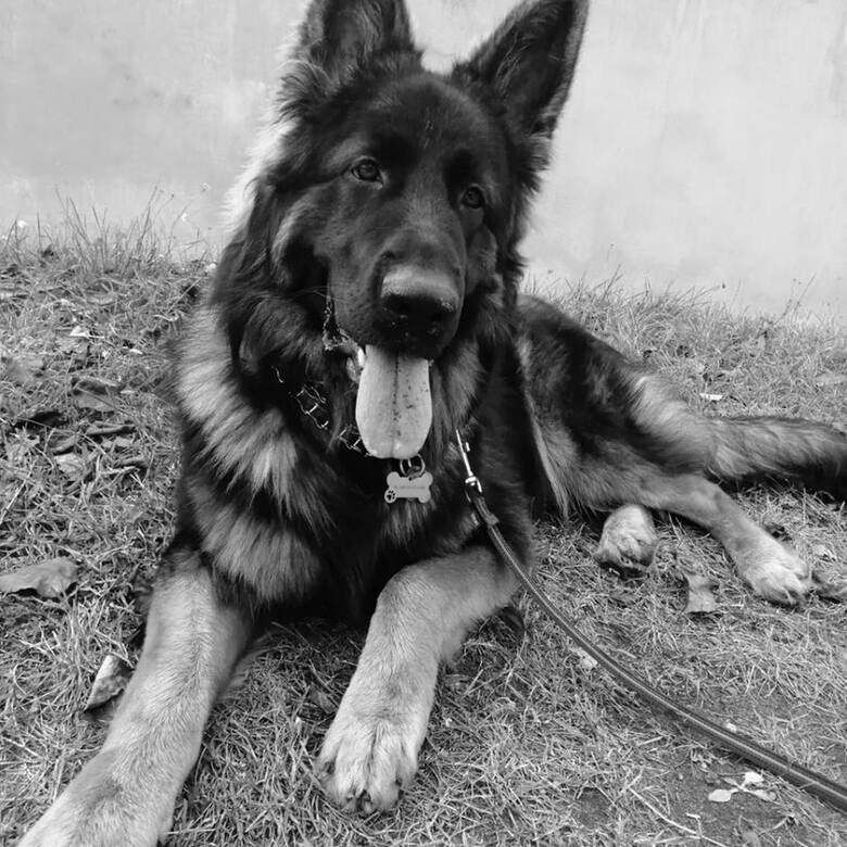 Aslan, pies Pani Mariki był 11-miesięcznym owczarkiem niemieckim. Sprawa trucia psów na Teofilowie nabiera rozpędu, a poszkodowanych okazuje się być