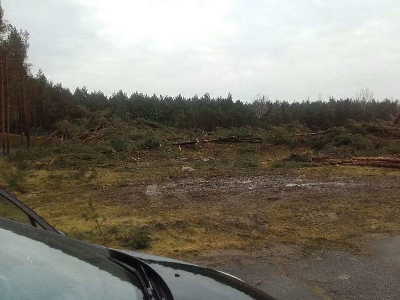 Wycięto w pień cztery hektary drzew w Łebie 