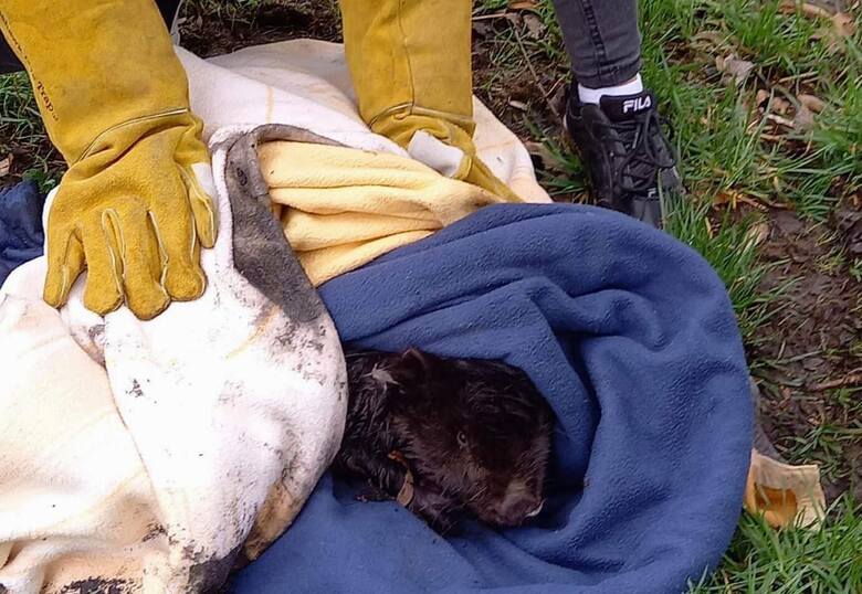 Wolontariusze z Ekostraży uratowali okaleczonego bobra.
