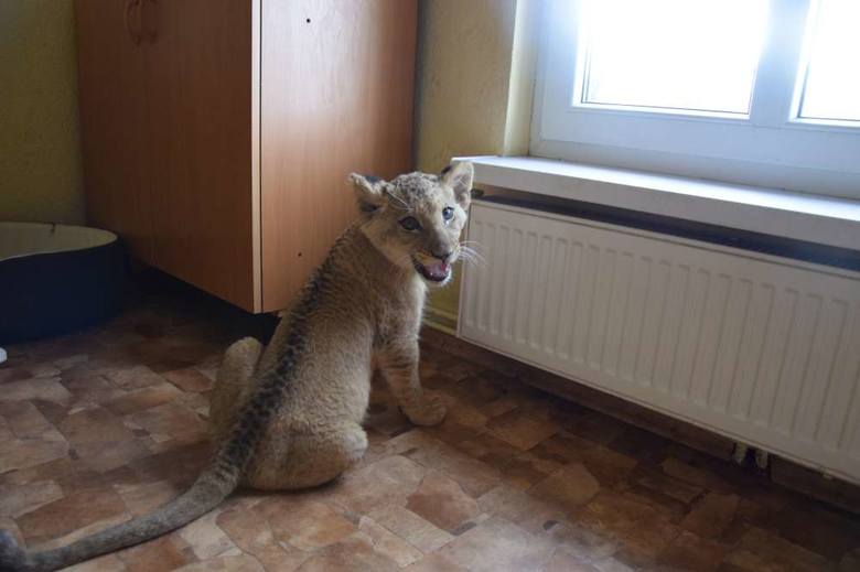 Trzymiesięczna lwica trafiła do Poznania