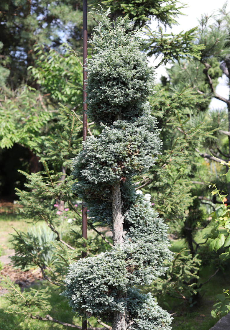Niezwykły japoński ogród na Karolewie - pan Józef stworzył z iglaków ptaki 