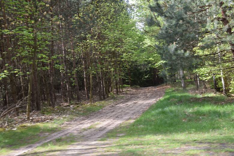 Kto rozjeżdża drogi leśne w Puszczy Tarnowskiej? Wiadomo, że w miarę możliwości są jak najszybciej naprawiane