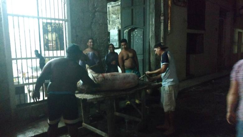 Dzień przed wigilią na calle Sol grupa młodych Kubańczyków przygotowywała prosiaki do pieczenia