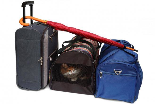 Podróżna torba dla kota pozwoli zwierzęciu na spokojny i bezpieczny transport.